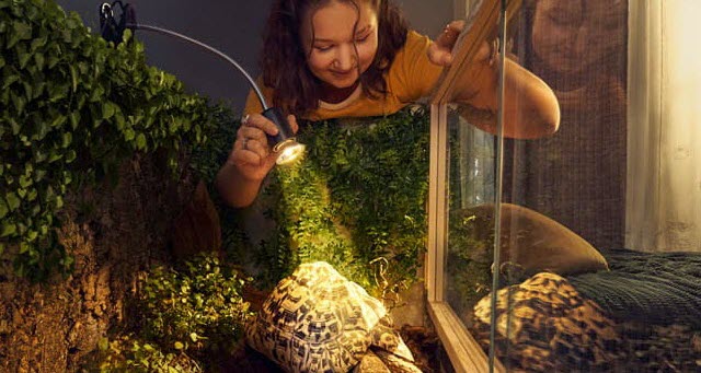 Dekoratives Bild Ein Kind beobachtet eine Schildkröte in einem Terrarium.